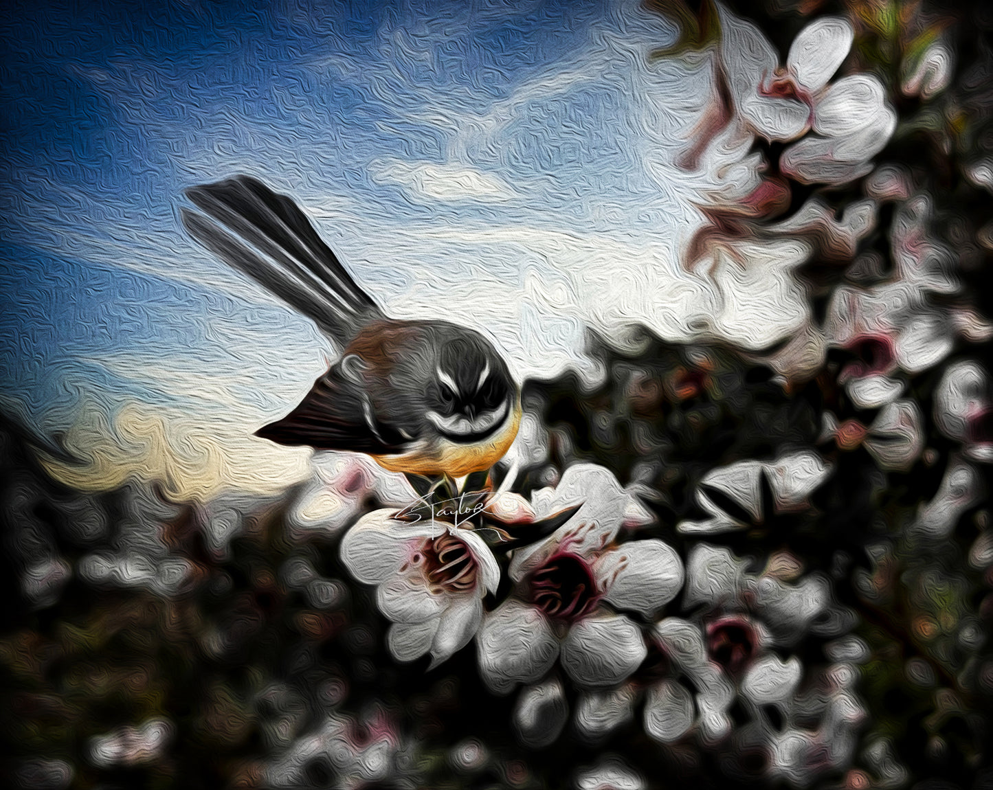 Fantail on Manuka ALUMINIUM Art print