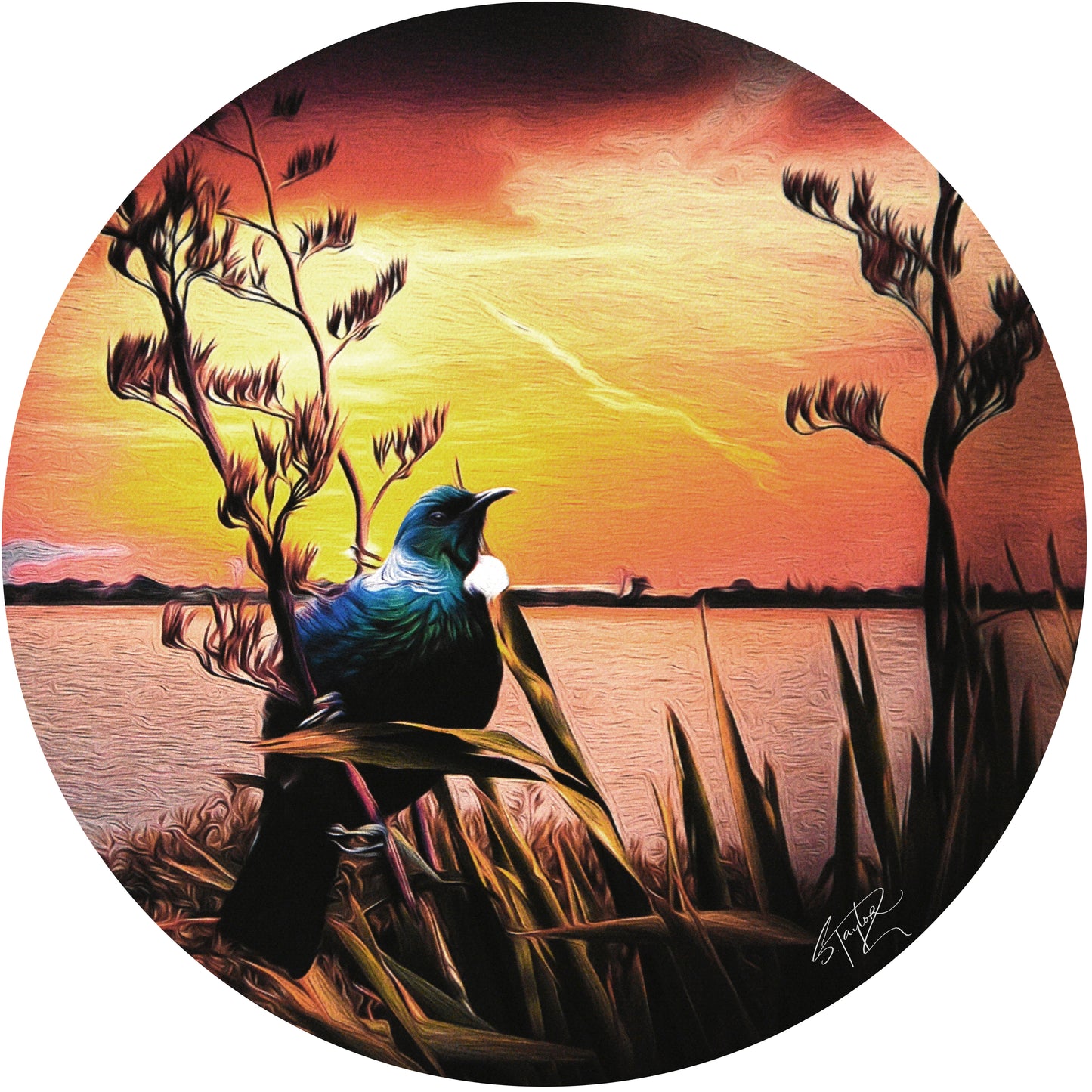 Tui @ Sunset ALUMINIUM Art print
