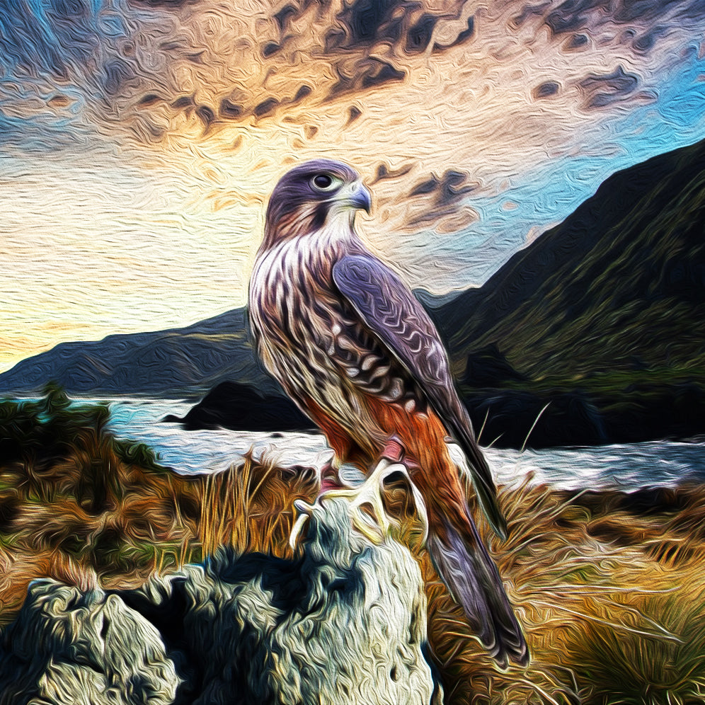 Falcon @ Cape Palliser ALUMINIUM Art print