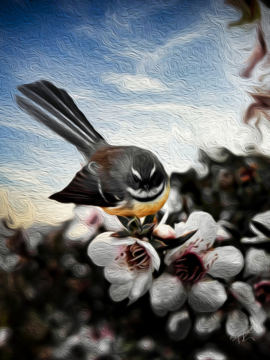 Fantail on Manuka ALUMINIUM Art print