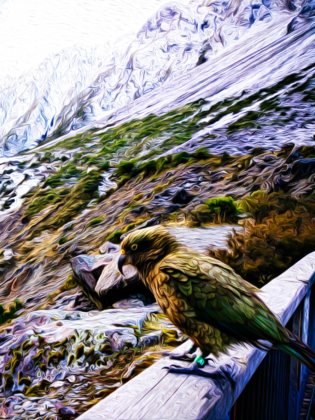 Kea @ Arthurs Pass ALUMINIUM Art print
