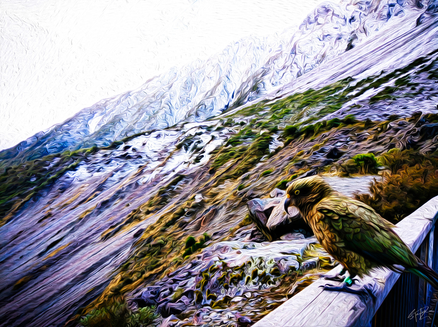 Kea @ Arthurs Pass ALUMINIUM Art print