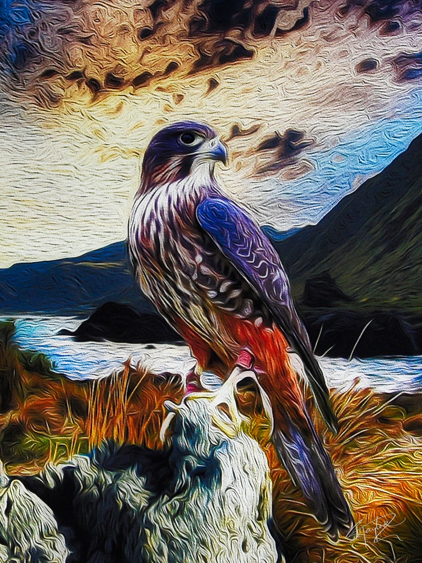 Falcon @ Cape Palliser ALUMINIUM Art print