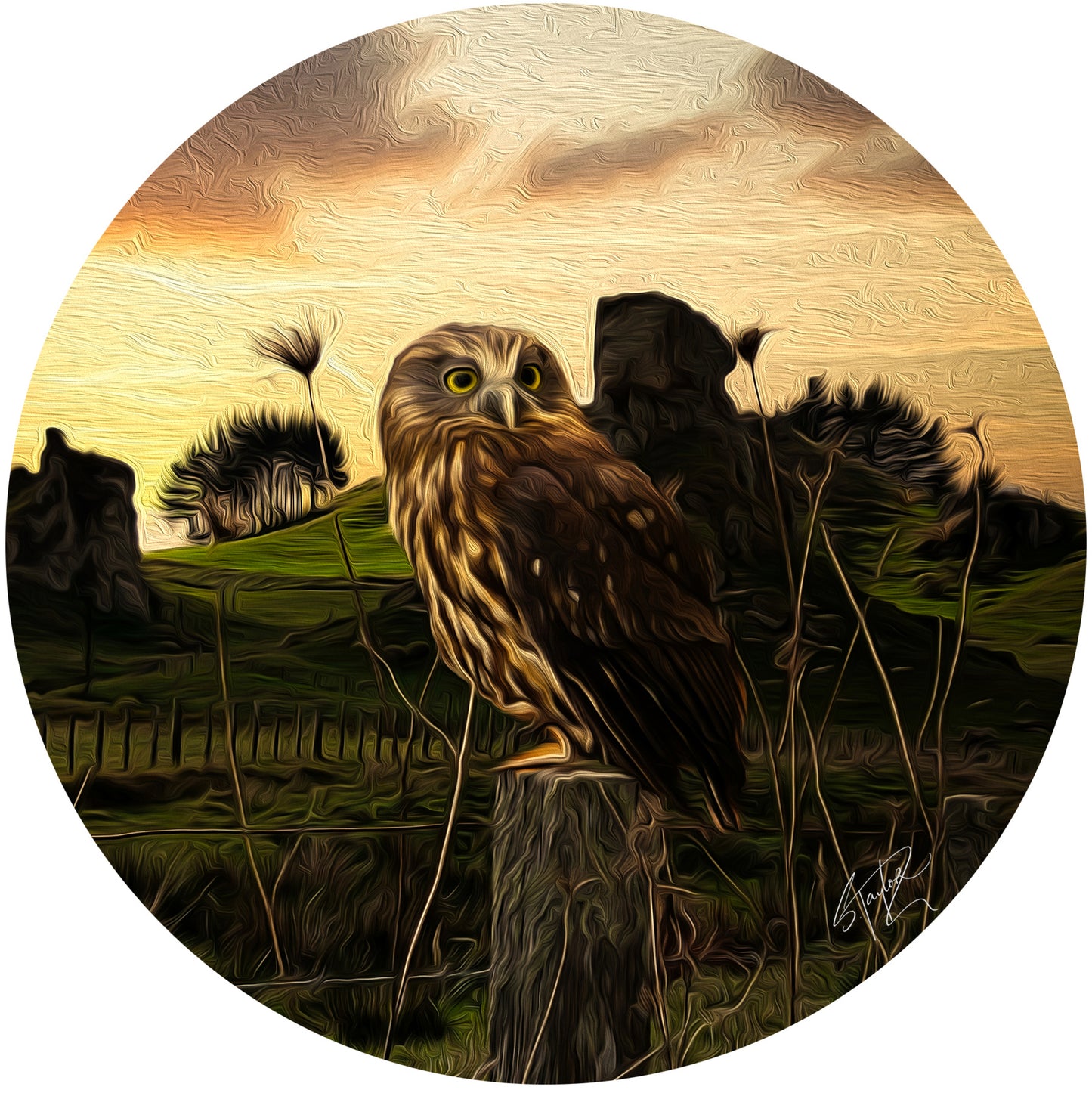 Round Aluminium Indoor/Outdoor Art Print - Ruru @ Panetapu