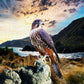 Falcon @ Cape Palliser ALUMINIUM Art print