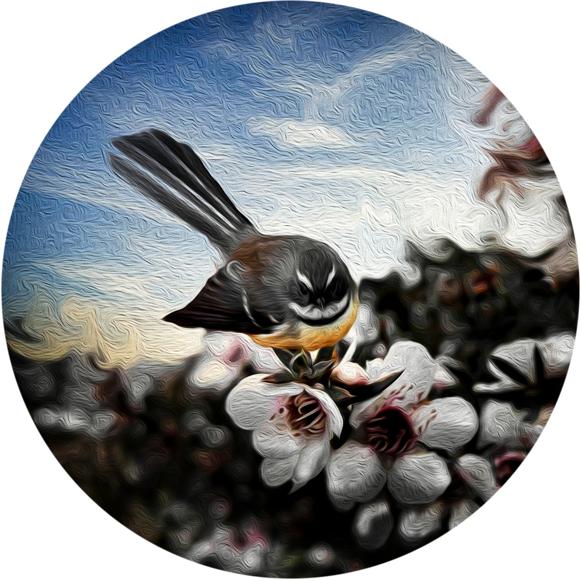 Fantail on Manuka ALUMINIUM Art print