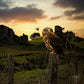 Ruru @ Panetapu ALUMINIUM Art print