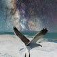 SEAGULL @ BRIGHTON PIER Art Print on Canvas (portrait)
