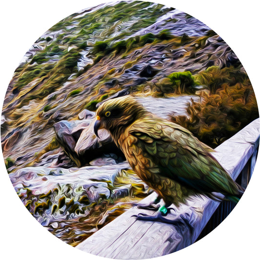 Kea @ Arthurs Pass ALUMINIUM Art print