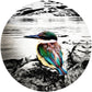 Kotare @ Lyttelton Harbour ALUMINIUM Art print