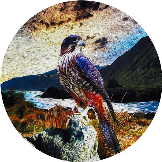 Falcon @ Cape Palliser ALUMINIUM Art print